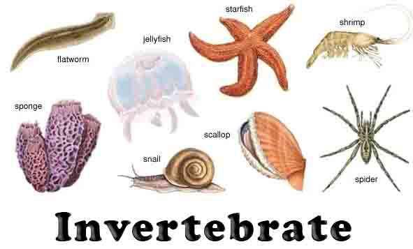 Invertebrate
